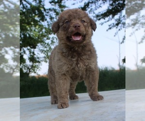 Medium Chesapeake Bay Retriever