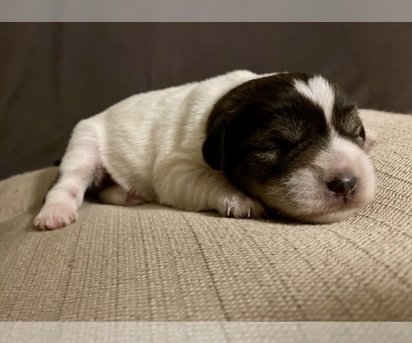 Medium Photo #2 Schnauzer (Miniature) Puppy For Sale in CHESTERFIELD, SC, USA