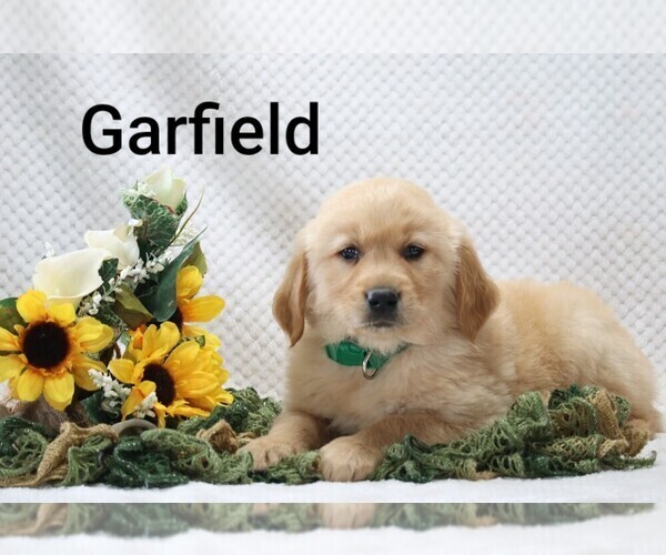 Medium Photo #4 Golden Retriever Puppy For Sale in LOYAL, WI, USA