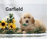 Litter of 4 - Male Golden RetrieverLitter of Puppies for Sale - Photo #4