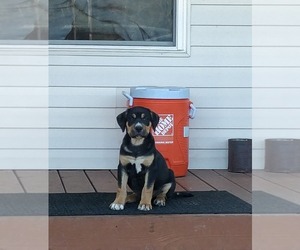 Labrador Retriever-Siberian Husky Mix Puppy for sale in WRIGHTSVILLE, GA, USA
