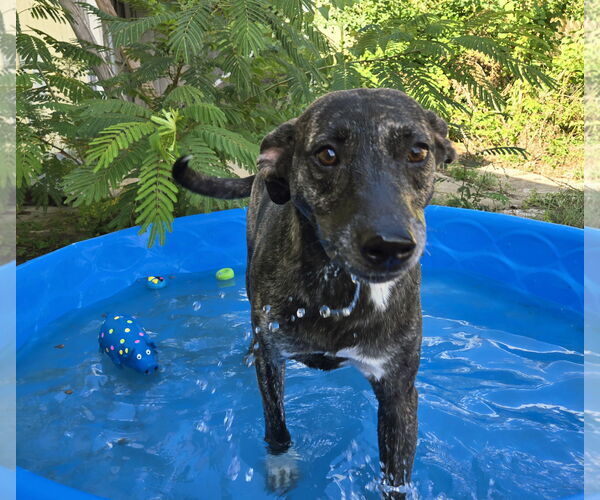 Medium Photo #1 Labrador Retriever-Unknown Mix Puppy For Sale in Jackson, MS, USA