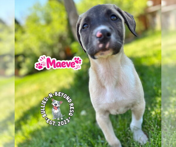 Medium Photo #2 Mutt Puppy For Sale in Omaha, NE, USA