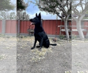 German Shepherd Dog Puppy for sale in HAYWARD, CA, USA