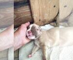 Small Photo #4 Black Mouth Cur-Labrador Retriever Mix Puppy For Sale in DUNNELLON, FL, USA