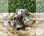Small Photo #6 French Bulldog Puppy For Sale in STOCKTON, CA, USA