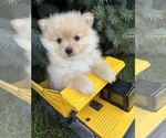 Small #3 Pomeranian