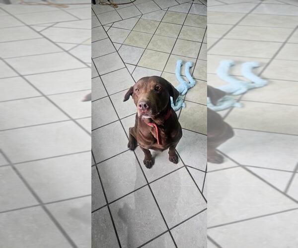 Medium Photo #1 Chocolate Labrador retriever-Unknown Mix Puppy For Sale in DuQuoin, IL, USA