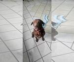 Small Chocolate Labrador retriever Mix