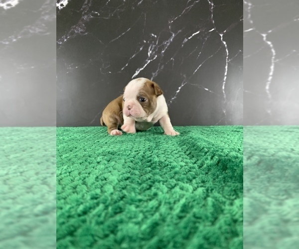 Medium Photo #17 Boston Terrier Puppy For Sale in TULARE, CA, USA