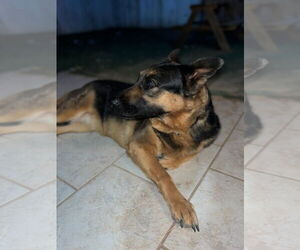 Daphne - Female German Shepherd Dog-Unknown Mix Dog for Adoption - Photo #3