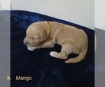 Puppy Mango Goldendoodle