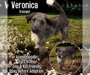 Aussiedoodle Dogs for adoption in Westwood, NJ, USA