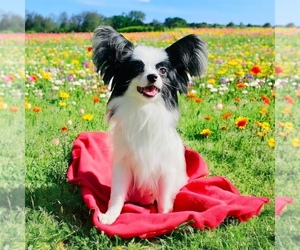 Mother of the Papillon puppies born on 03/17/2025