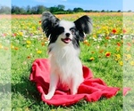Small Photo #1 Papillon Puppy For Sale in DRY PRONG, LA, USA