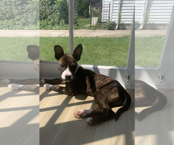 Medium Photo #8 American Pit Bull Terrier-Mountain Cur Mix Puppy For Sale in Oakhurst, NJ, USA