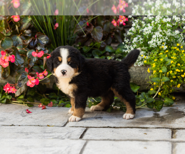 Medium Photo #2 Bernese Mountain Dog Puppy For Sale in MILLERSBURG, IN, USA