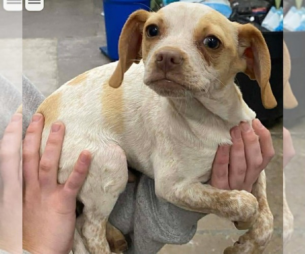 Medium Photo #3 Chihuahua-Unknown Mix Puppy For Sale in Westwood, NJ, USA