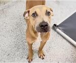 Small #1 Black Mouth Cur Mix