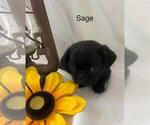 Puppy Sage Pug