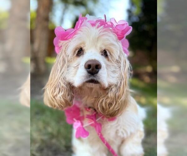 Medium Photo #2 Cocker Spaniel Puppy For Sale in Arlington, VA, USA