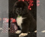 Small Photo #1 Newfoundland Puppy For Sale in DALE, IN, USA