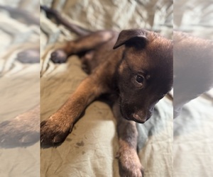 Medium Malinois