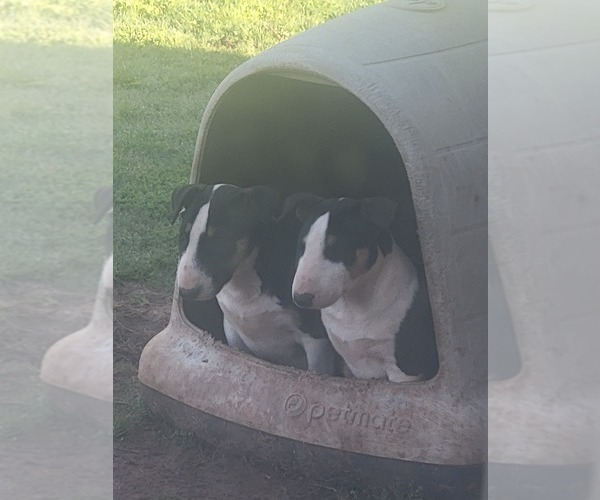 Medium Photo #2 Bull Terrier Puppy For Sale in OKLAHOMA CITY, OK, USA