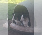 Small #1 Bull Terrier