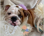 Small Photo #3 Bulldog Puppy For Sale in ISLIP TERRACE, NY, USA
