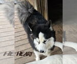 Small #2 Siberian Husky