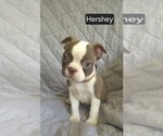 Puppy Hershey Boston Terrier