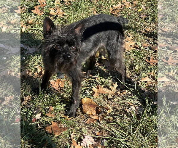 Medium Photo #4 Boston Terrier-Poodle (Toy) Mix Puppy For Sale in Doylestown, PA, USA