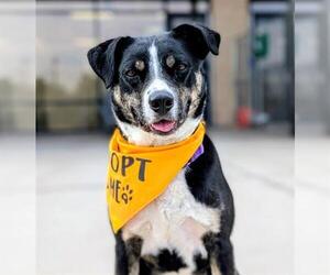 Labrador Retriever-Unknown Mix Dogs for adoption in Denver, CO, USA
