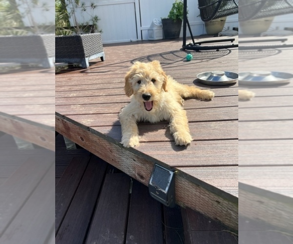Medium Photo #8 Goldendoodle Puppy For Sale in SAN DIEGO, CA, USA