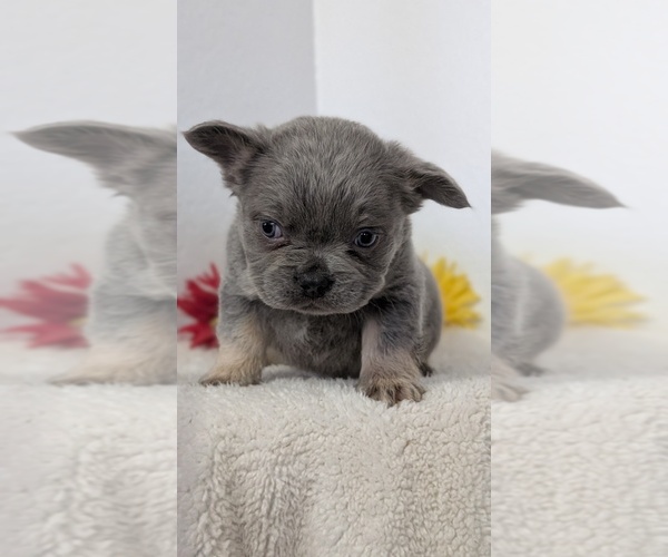 Medium Photo #10 French Bulldog Puppy For Sale in GOSHEN, IN, USA