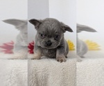 Small #9 French Bulldog