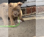 Small #5 American Bully