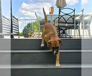 June - FOSTER OR ADOPT ME!! - Female Boxer-Unknown Mix Dog for Adoption - Photo #17
