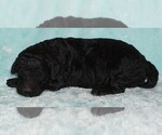 Small #1 Labradoodle