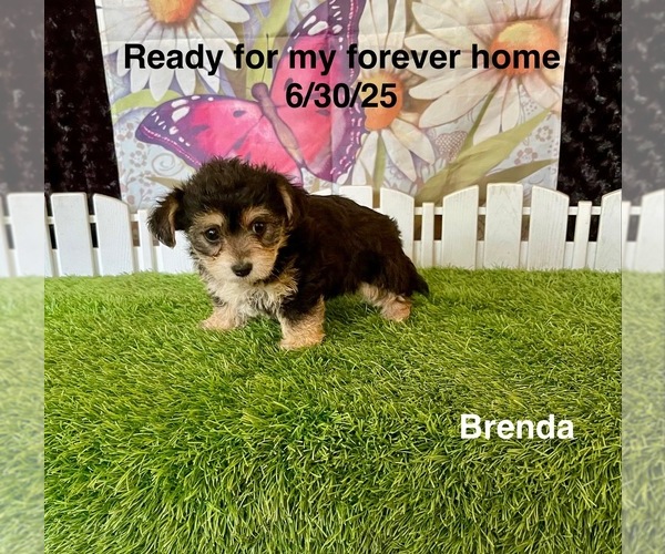 Medium Photo #2 Yo-Chon Puppy For Sale in MOUNT PLEASANT, MI, USA