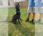 Small #2 Labrador Retriever Mix