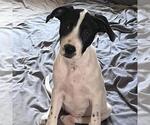 Small #6 Border Collie Mix