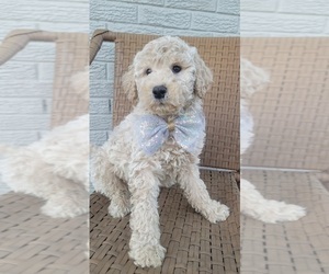 Goldendoodle Puppy for sale in INDIANAPOLIS, IN, USA