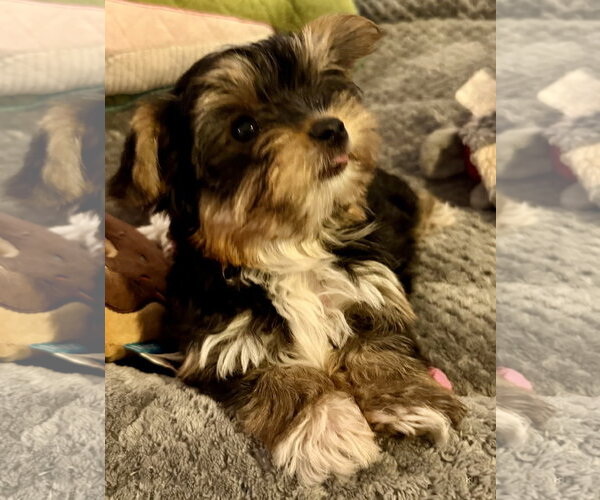Medium Photo #3 Mutt Puppy For Sale in Boca Raton, FL, USA