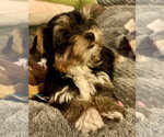 Small #2 Mutt
