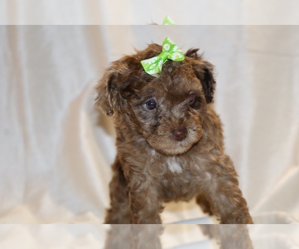 Medium Photo #4 Poodle (Toy) Puppy For Sale in DYERSBURG, TN, USA