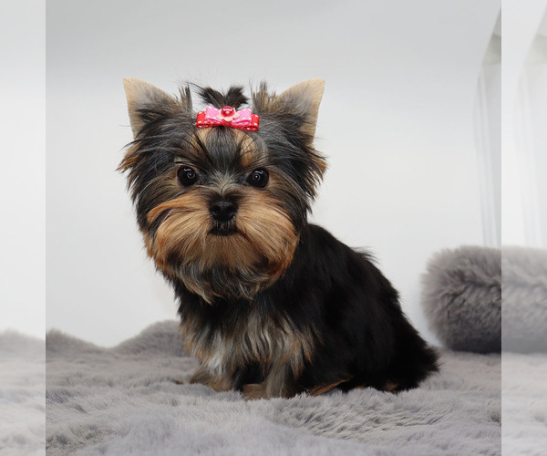 Medium Photo #1 Yorkshire Terrier Puppy For Sale in LOS ANGELES, CA, USA