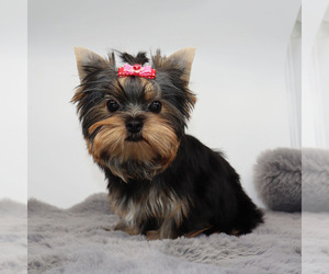 Yorkshire Terrier Puppy for sale in LOS ANGELES, CA, USA