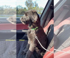 Labradoodle Dogs for adoption in Woodland Hills, CA, USA